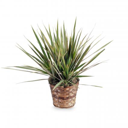 Dracaena Marginata Plant Plant