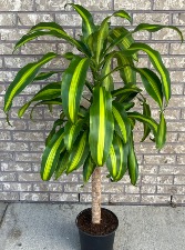 DRACAENA - MASS CANE Indoor Plant