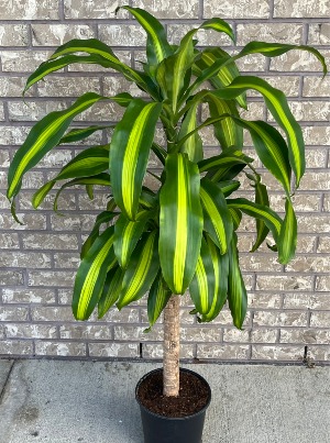 DRACAENA - MASS CANE Indoor Plant