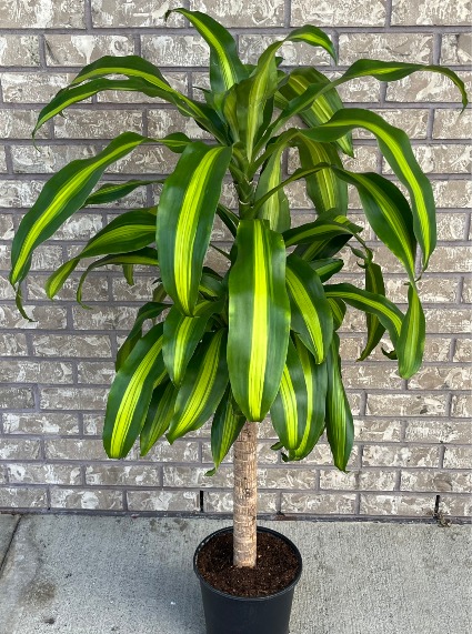 DRACAENA - MASS CANE Indoor Plant