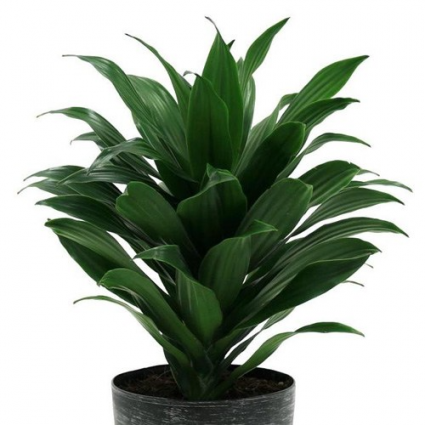 DRACAENA MASSANGEANA 