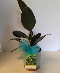  4" Rubber Tree NFS-P91