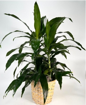Dracaena Plant 