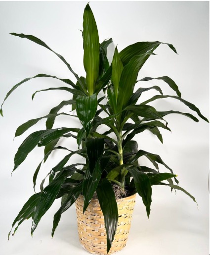 Dracaena Plant 