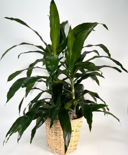 Dracaena Plant 