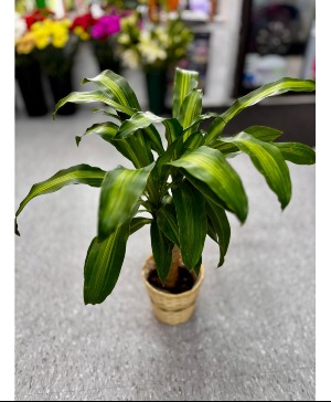 Dracena Corn Plant  Plant 