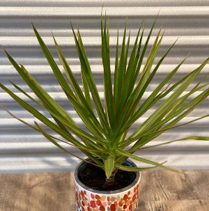 Dracena Marginata B Nest Plants