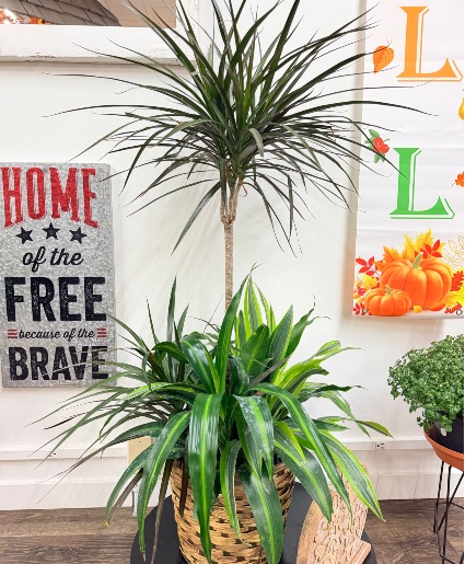 Dragon Tree Combo 