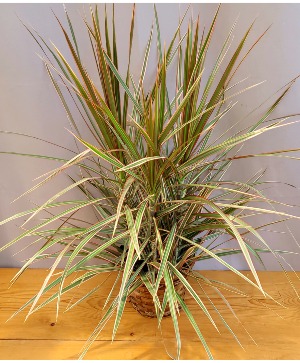 Dragon Tree (Dracena marginata bicolor) House Plant