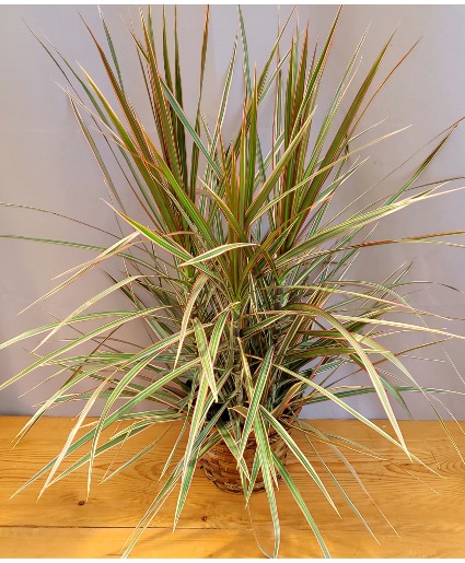 Dragon Tree (Dracena marginata bicolor) House Plant