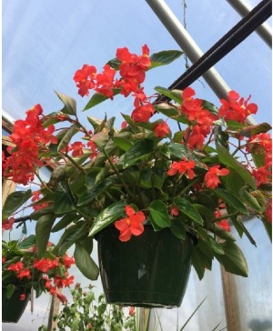 Dragon Wing Begonia- shady 1 for $35, 2 for $60