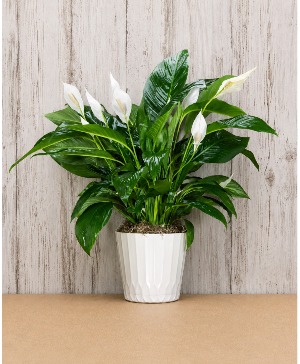 dressed peace lily plant 