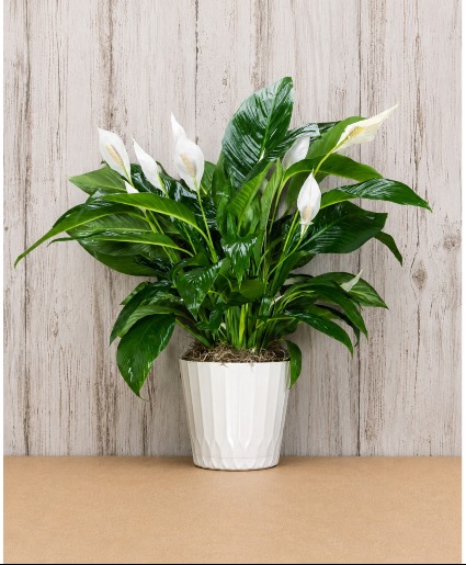 dressed peace lily plant 