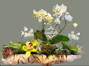 Driftwood plant design 