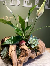 Driftwood plant design plant