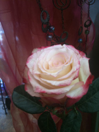Cut-off for ordering 'CUSTOM' Mother's Day florals -both Website & Phone. Monday May 3rd.After which we will accept 'DESIGNERS CHOICE' till Friday may 7th 