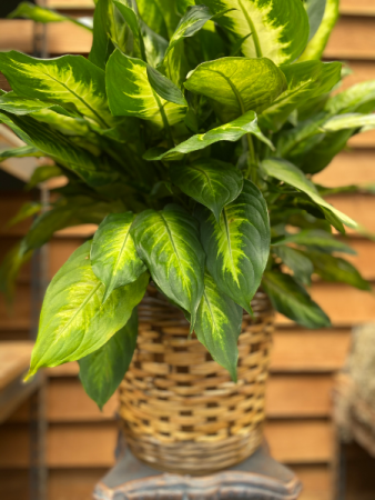 Dumb Cane (8 inch) 