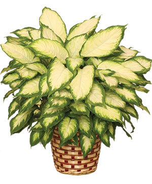 DUMB CANE HOUSE PLANT Dieffenbachia bowmanii