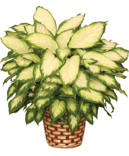 DUMB CANE HOUSE PLANT Dieffenbachia bowmanii