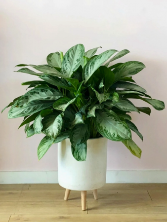 DUMB CANE PLANT  Dieffenbachia picta 