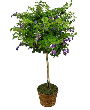 Duranta Tree 