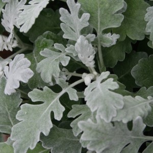 Dusty Miller Annual