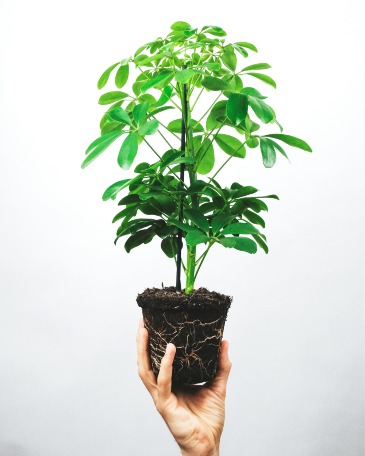 Dwarf Schefflera  in Jacksboro, TX | AMBROSE FLORAL DESIGNS