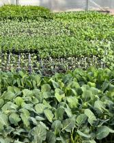Early Spring Vegetables many varieties- see description