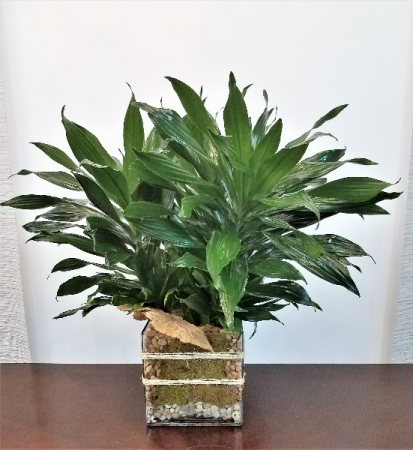 Earthly Green Decorative Plant