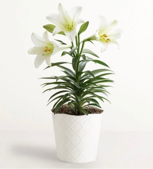 Easter Blessings Lily Plant 