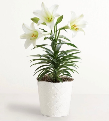 Easter Blessings Lily Plant 