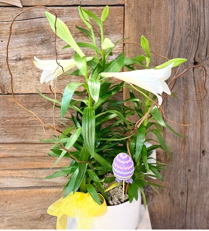 Easter Lilie 