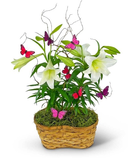 Easter Lilies in Spring Basket Flower Arrangement