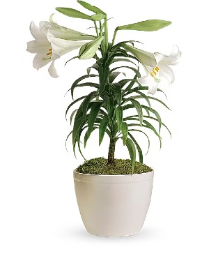 Easter Lillies 