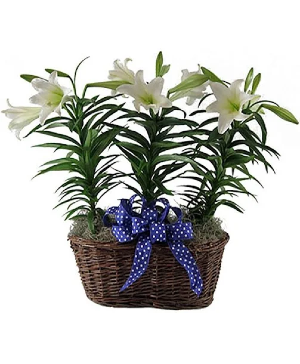 Easter Lillies Basket  