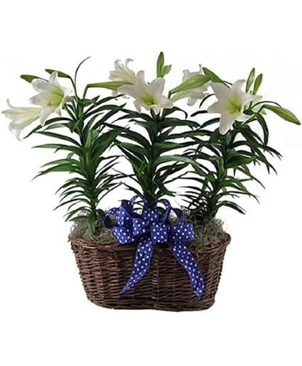 Easter Lillies Basket  