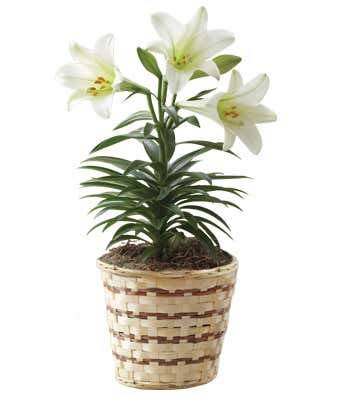 Easter Lily  in East Providence, RI | P & J FLORIST