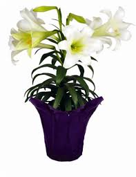 Easter Lily 