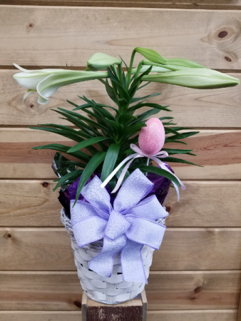 Easter Lily 