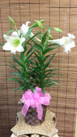 Easter Lily 