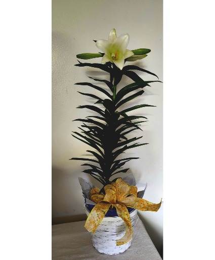 Easter Lily 