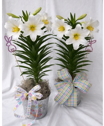Easter Lily   in Warren, PA | VIRG-ANN FLOWER SHOP LLC.