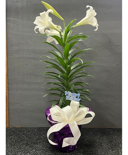 Easter Lily 