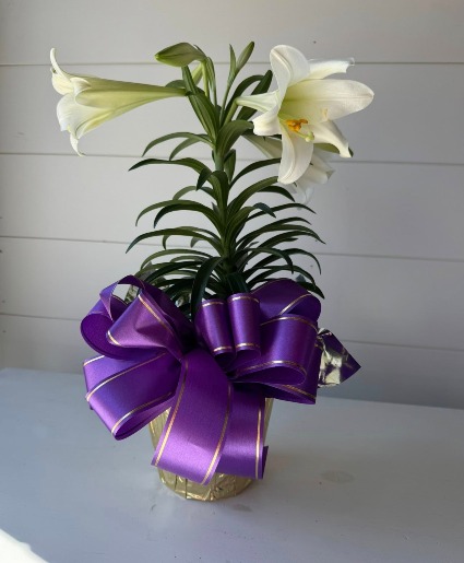 Easter Lily 