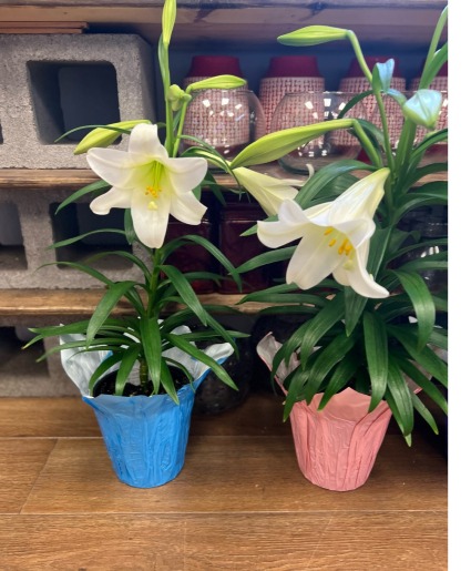 Easter Lily Blooming Plant