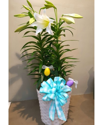 Easter Lily Plant