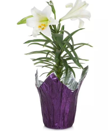 Easter lily Easter 
