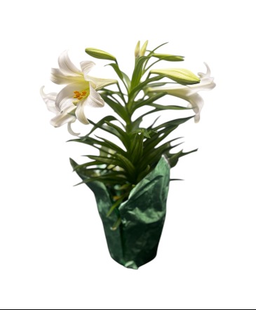 Easter Lily Easter in Vermillion, SD | Pied Piper Vermillion Flowers & Gifts