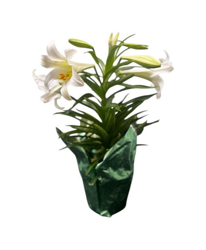 Easter Lily Easter