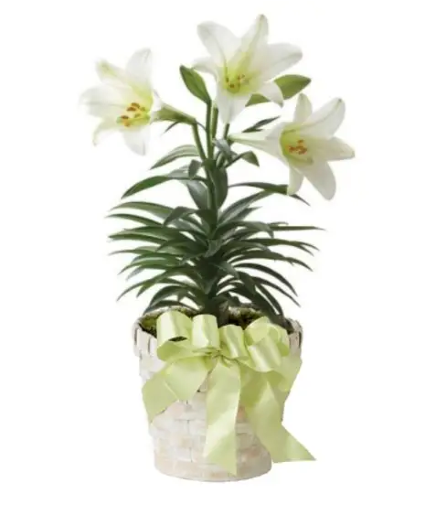 Easter Lily Easter Lily